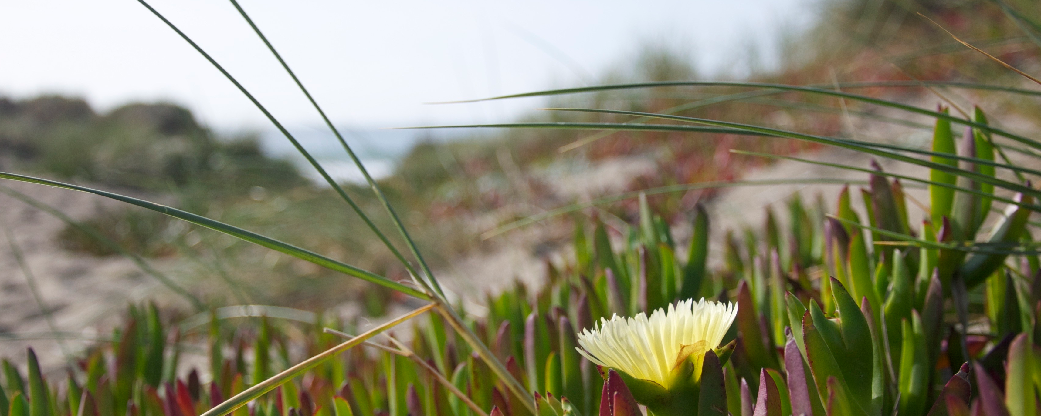 course data  AP26_171743