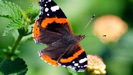 Butterfly DE25_121941